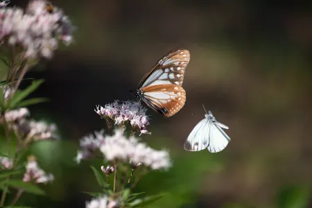 Beautiful butterflies feeding on vibrant Japanese wildflowers in natural meadow setting