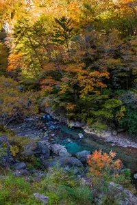 Protected Japanese natural environment showing conservation efforts and pristine natural habitat