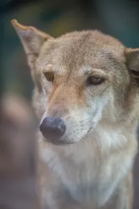 Striking close-up portrait of a wild wolf showing piercing eyes and detailed facial features