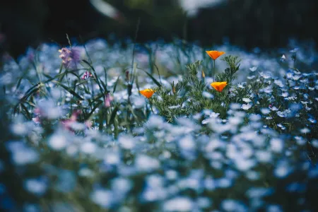 Beautiful natural Japanese landscape showcasing seasonal changes and native vegetation
