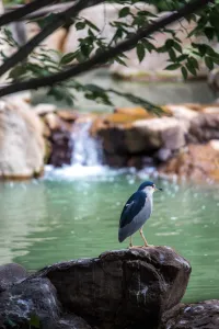 Peaceful water feature in Japanese garden setting with reflections and tranquil atmosphere